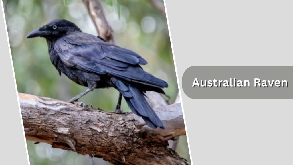 Australian Raven