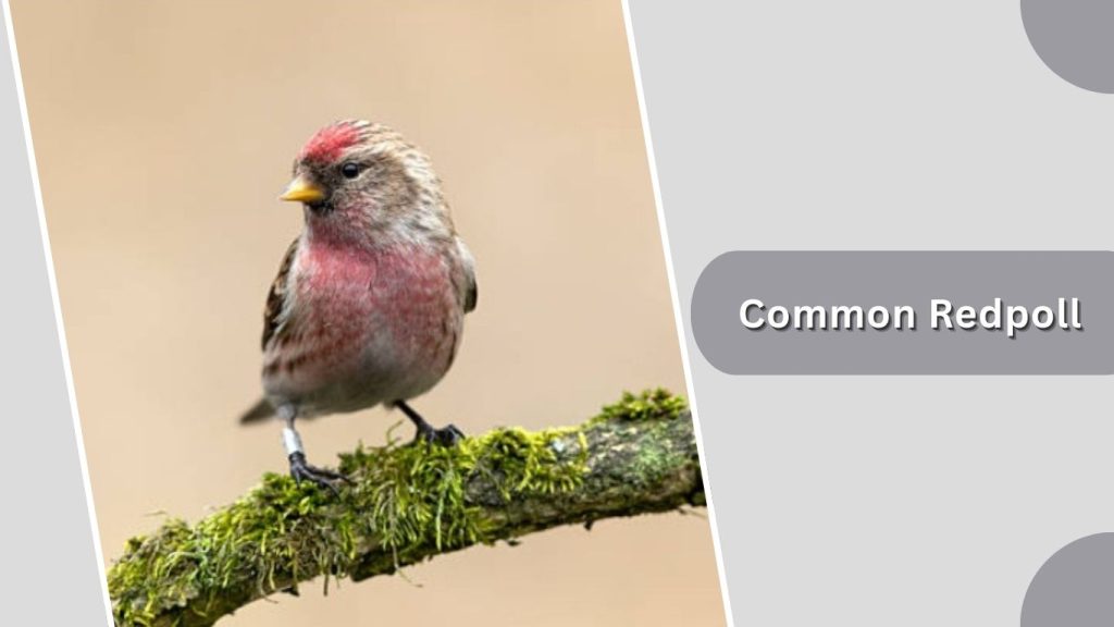 Common Redpoll