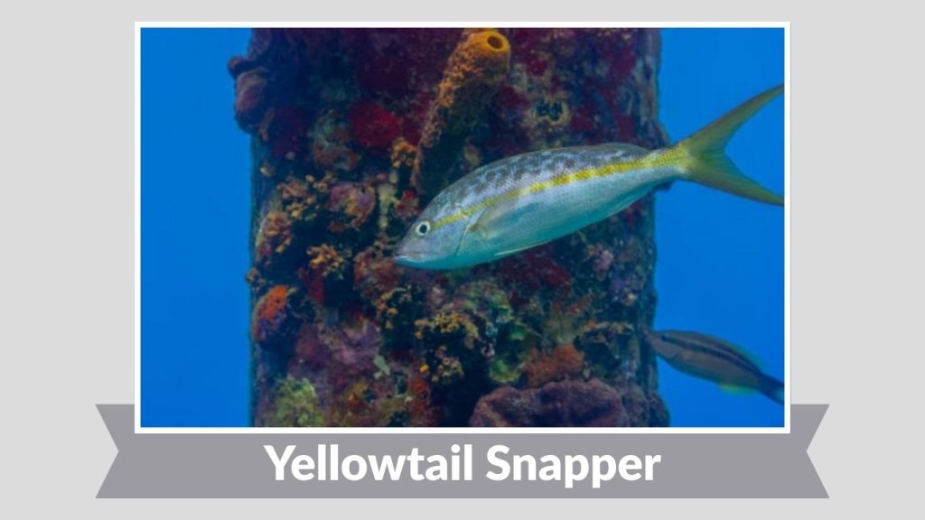Yellowtail Snapper