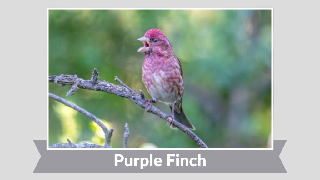 Purple Finch