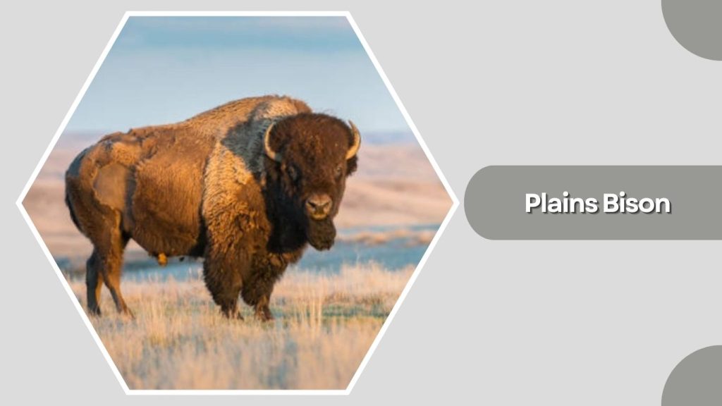 Plains Bison