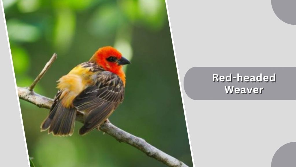 Red-headed Weaver