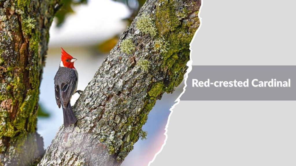 Red-crested Cardinal
