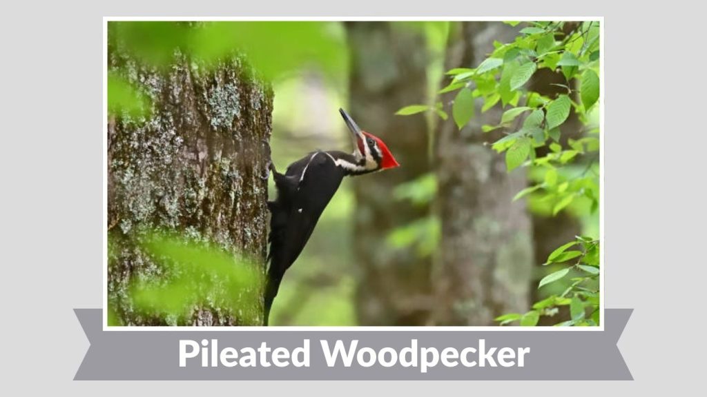 Pileated Woodpecker