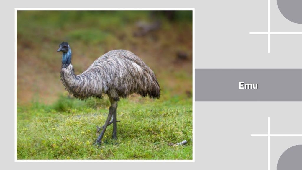  Emu