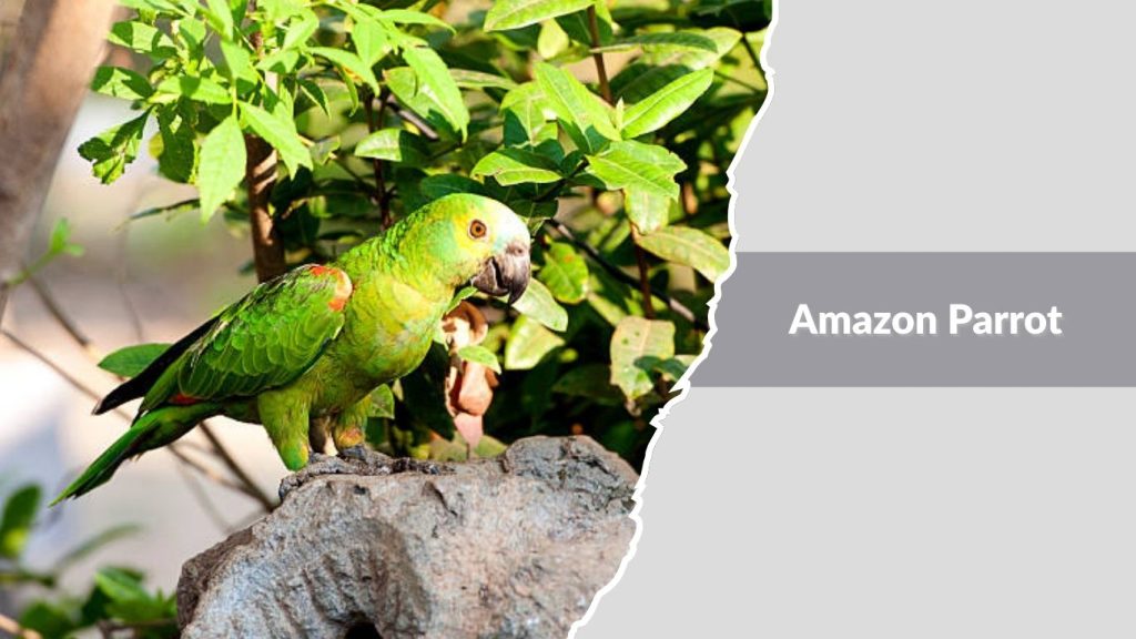 Amazon Parrot