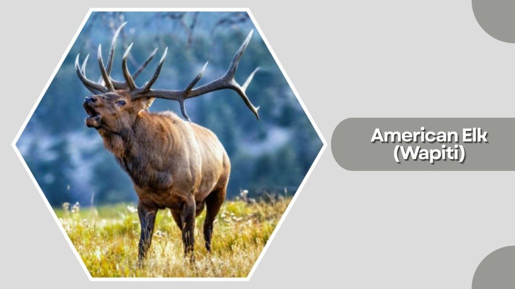 American Elk (Wapiti)