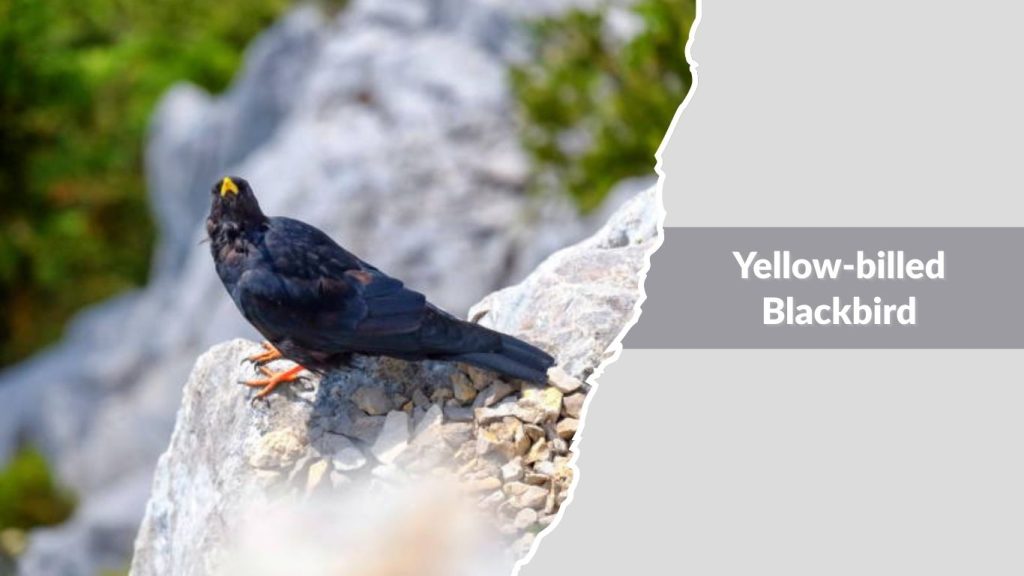 Yellow-billed Blackbird