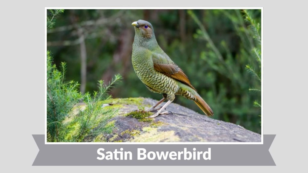 Satin Bowerbird