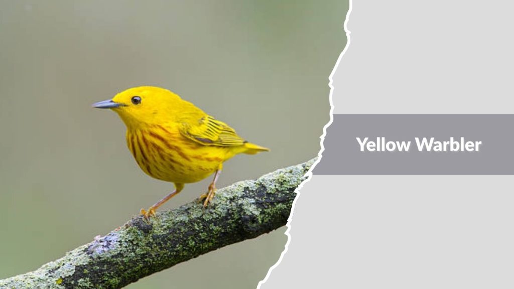 Yellow Warbler