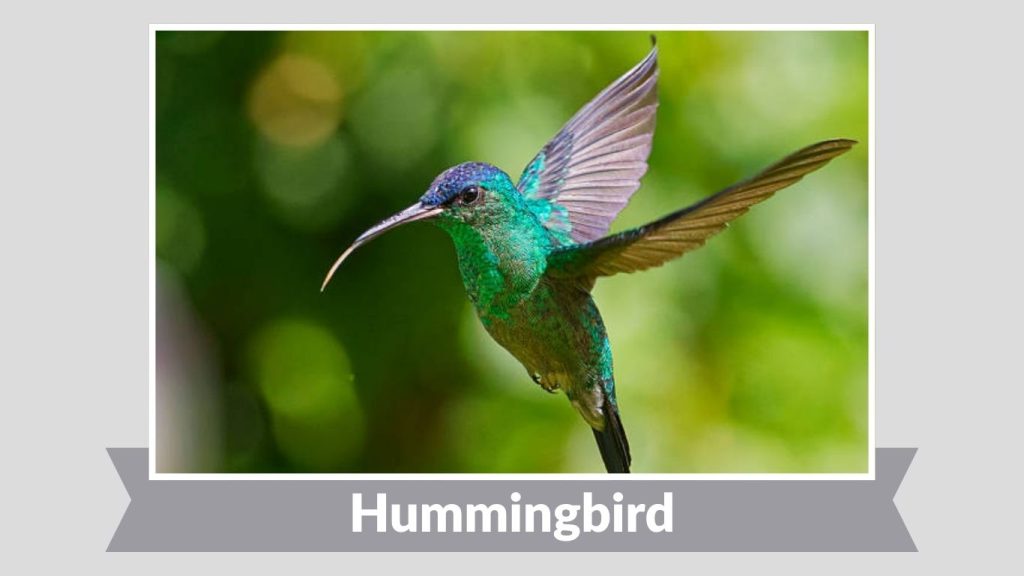 Hummingbird