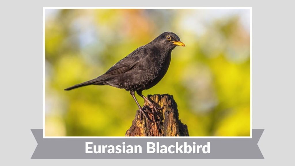 Eurasian Blackbird