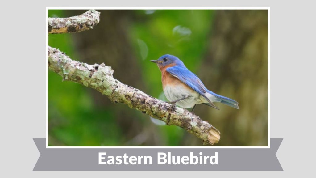 Eastern Bluebird
