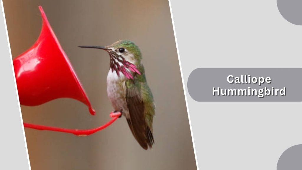 Calliope Hummingbird