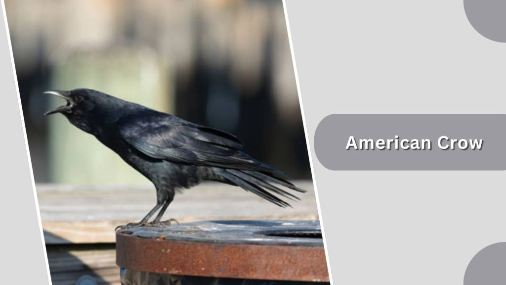 American Crow
