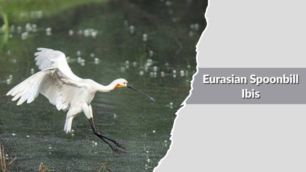 Eurasian Spoonbill Ibis
