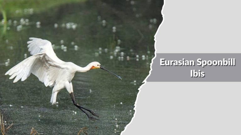 29 Types of Ibis: Identification with Picture