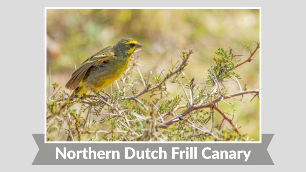 Northern Dutch Frill Canary