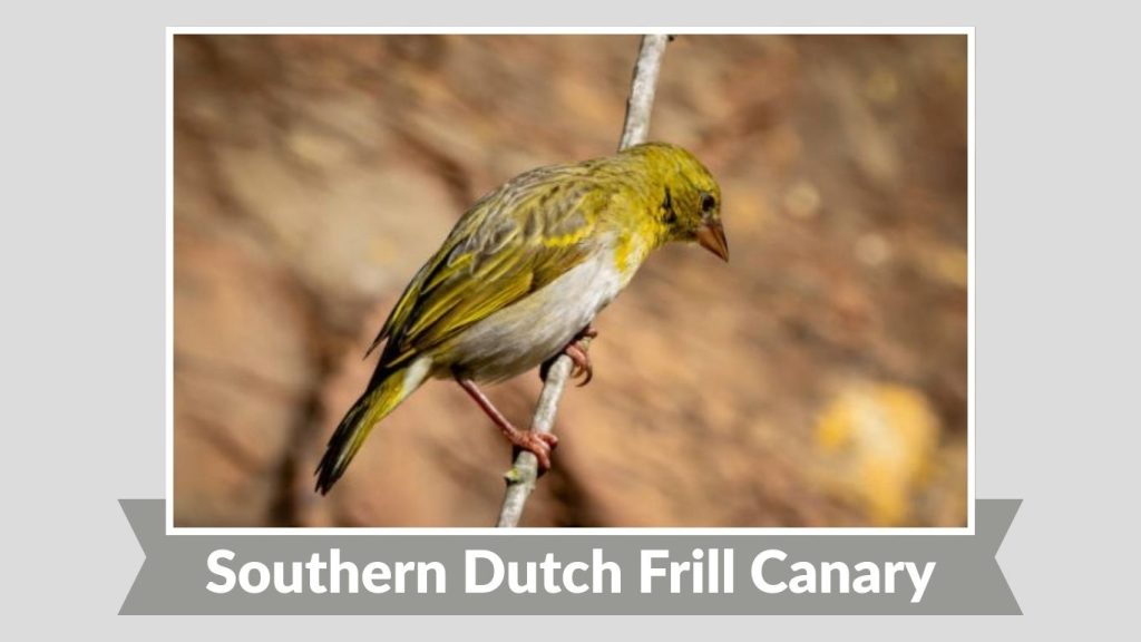 Southern Dutch Frill Canary