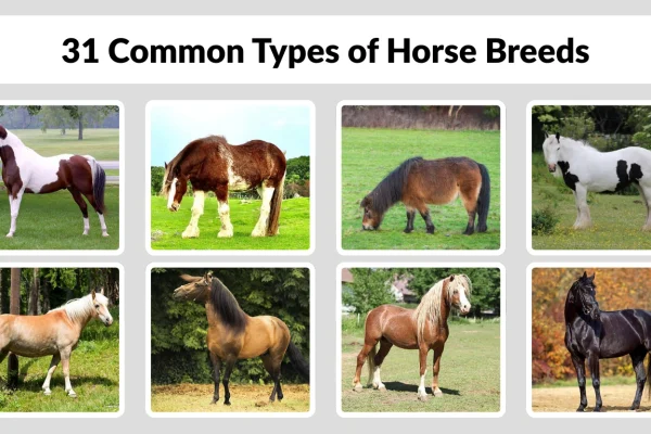 31 Common Types of Horse Breeds Identification with Pictures 