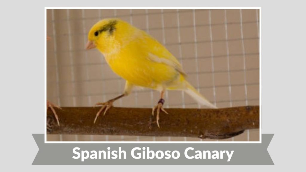 Spanish Giboso Canary
