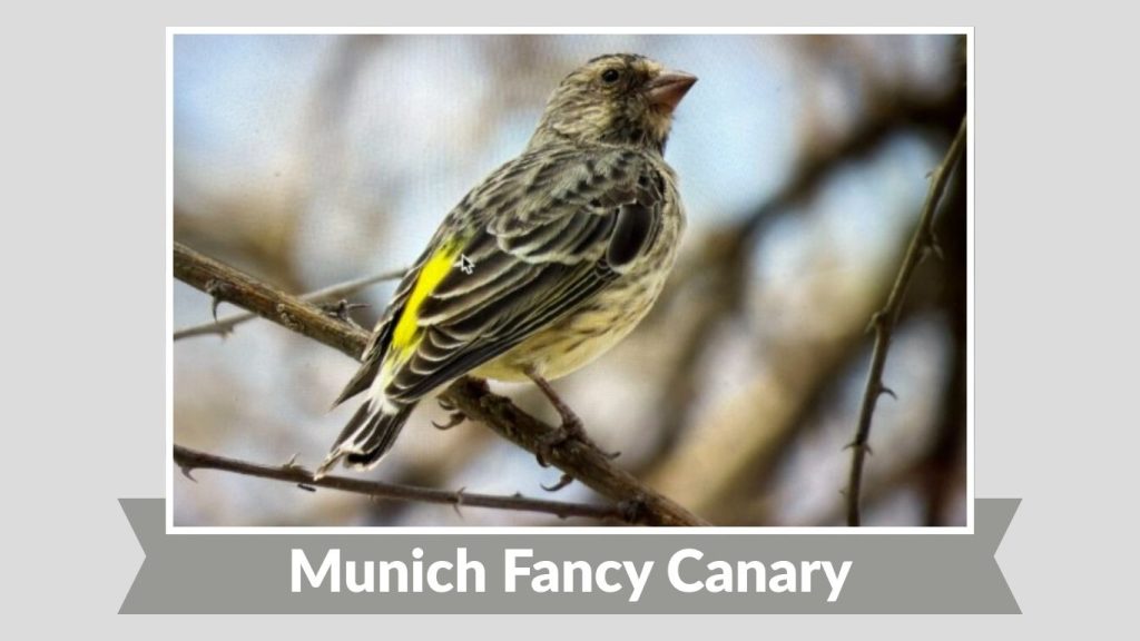 Munich Fancy Canary