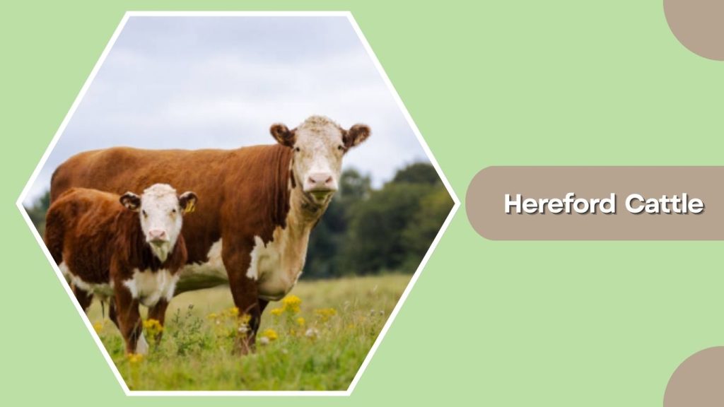 Hereford Cattle