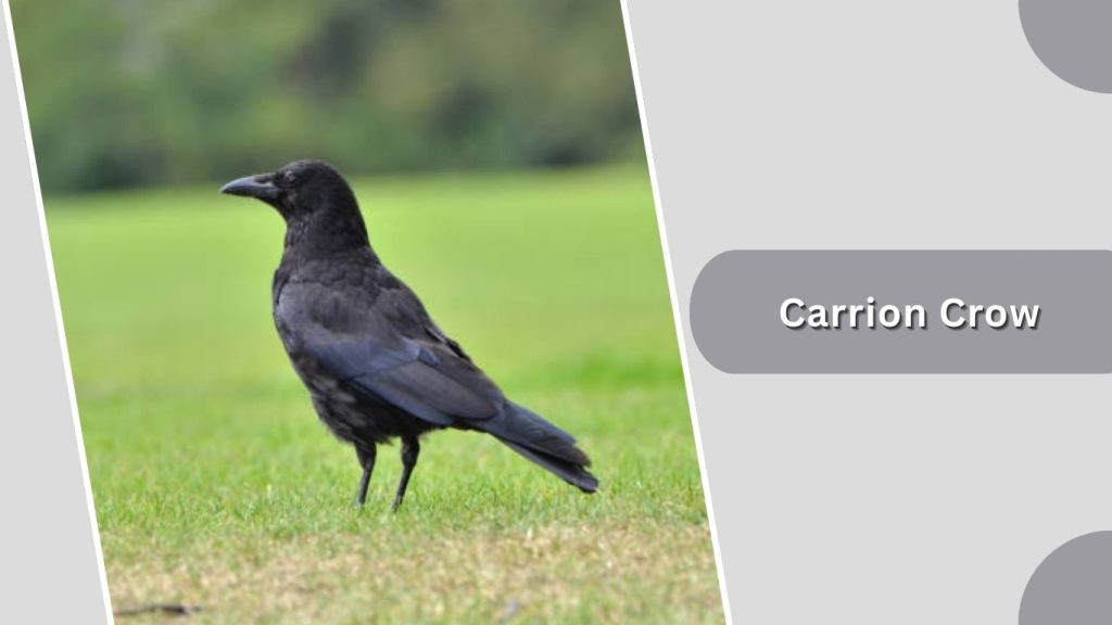 Carrion Crow