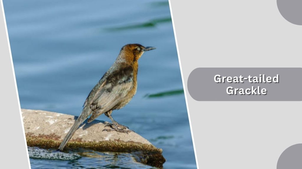  Great-tailed Grackle