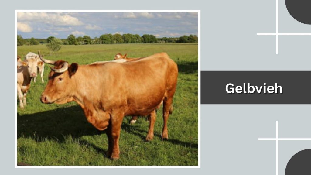 Gelbvieh