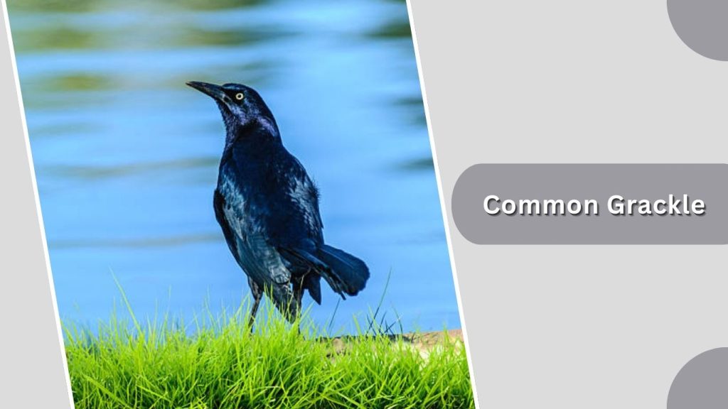  Common Grackle