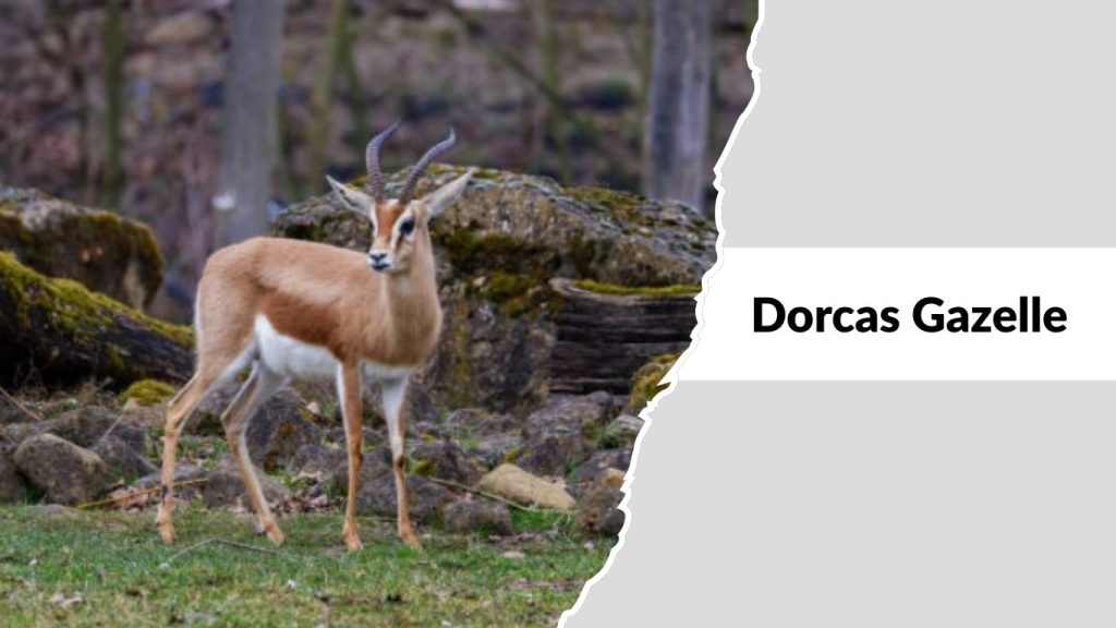 Dorcas Gazelle