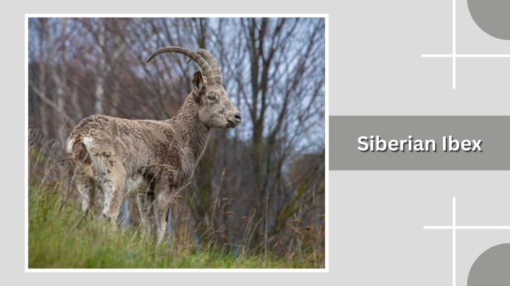 Siberian Ibex