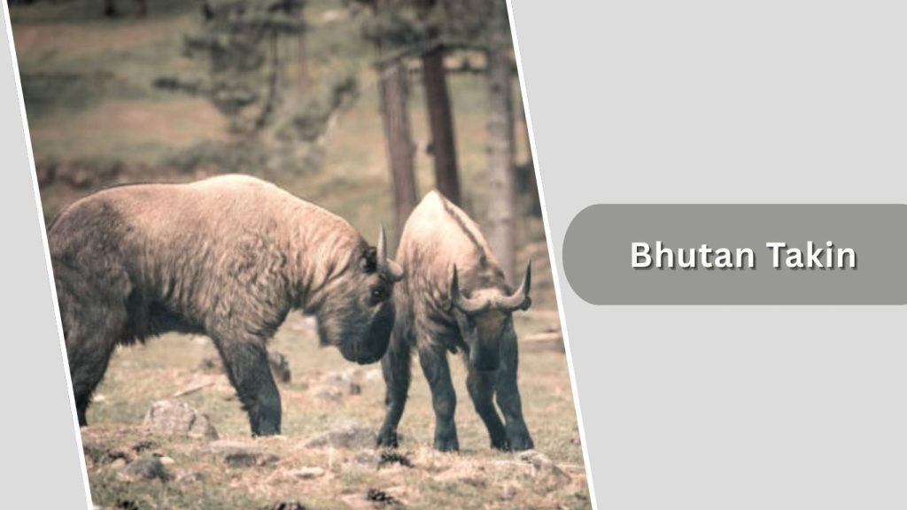 Bhutan Takin