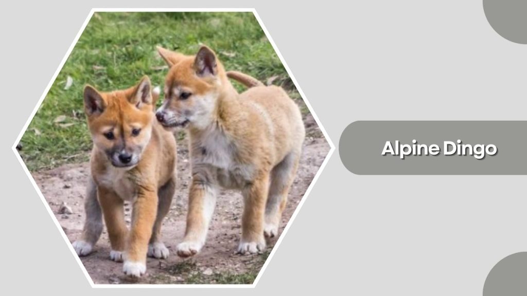 Alpine Dingo