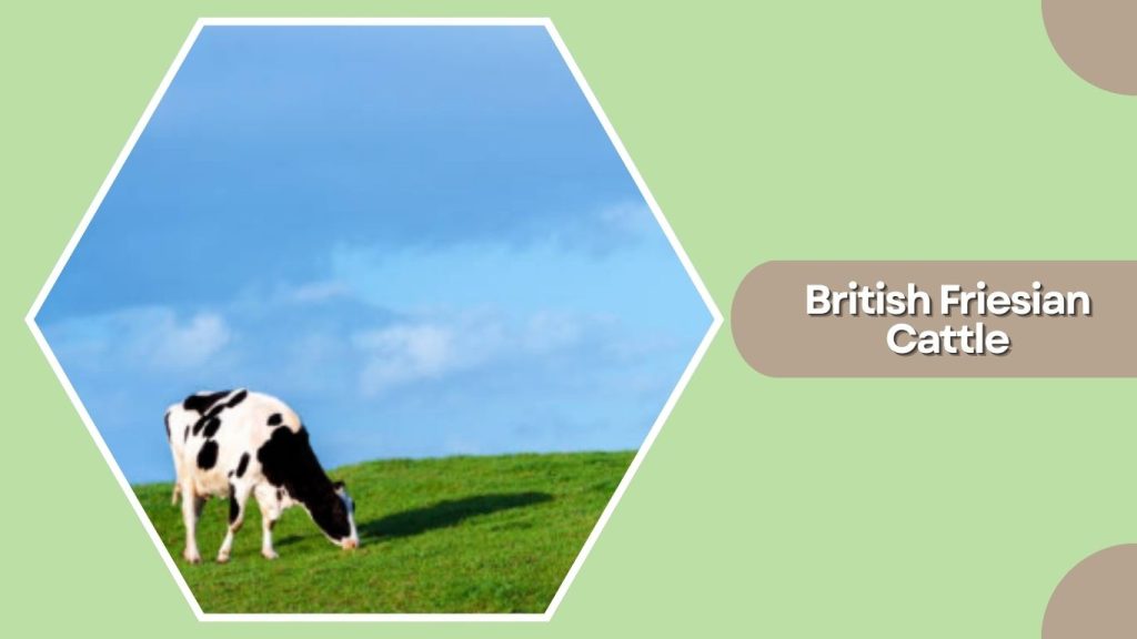 British Friesian Cattle