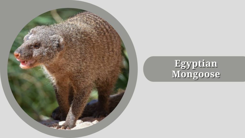Egyptian Mongoose
