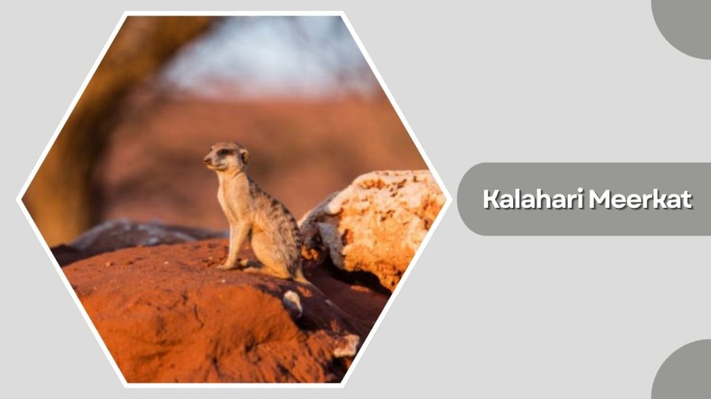 Kalahari Meerkat