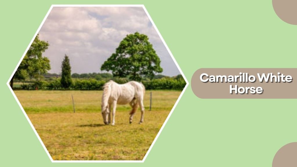Camarillo White Horse