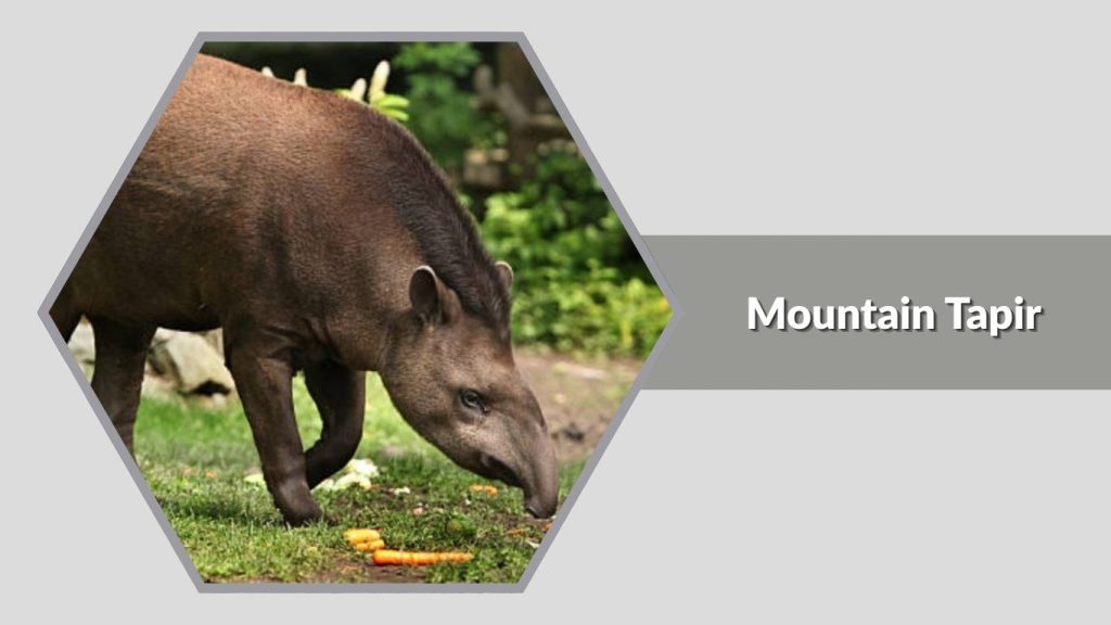  Mountain Tapir