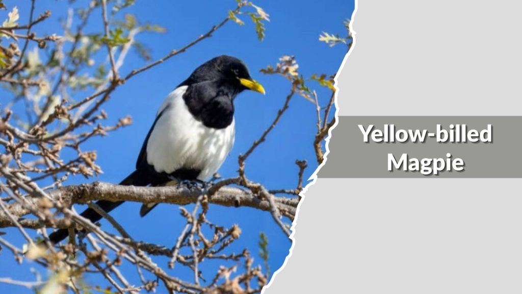 Yellow-billed Magpie