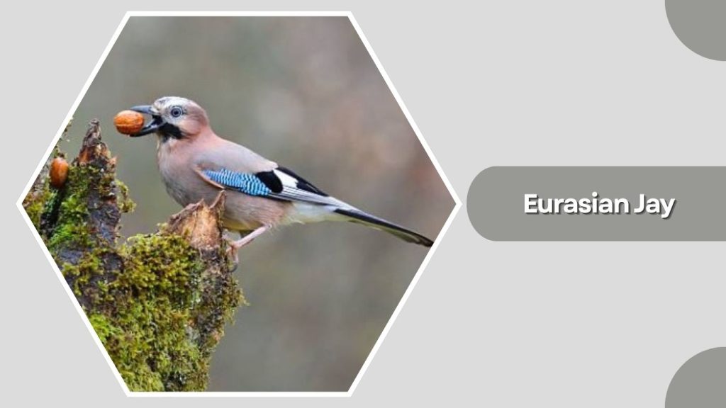 Eurasian Jay