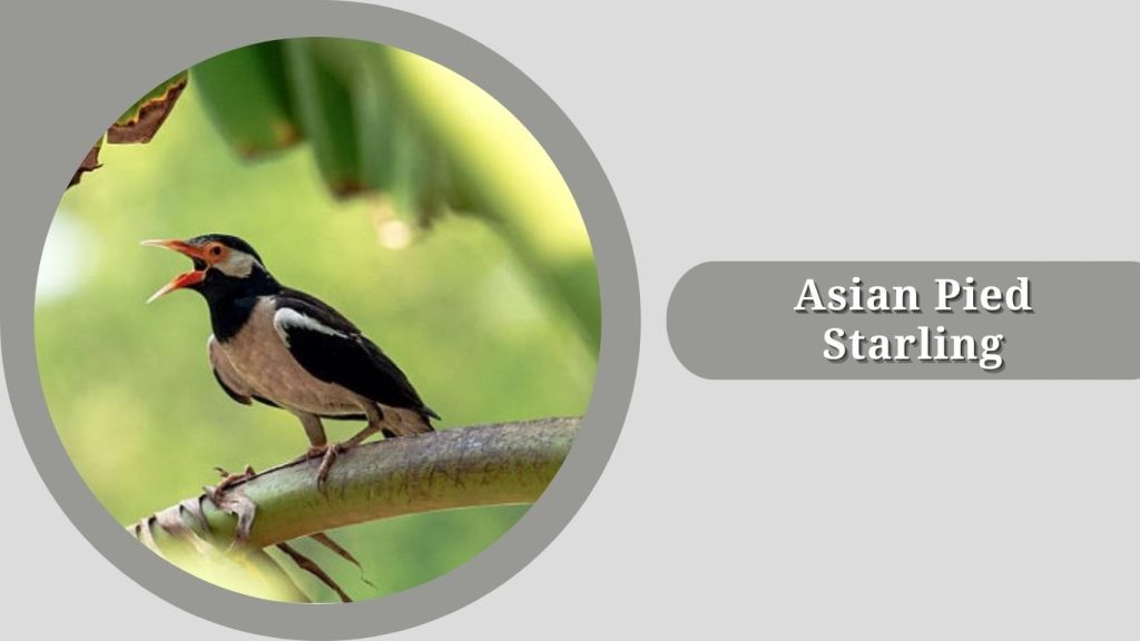  Asian Pied Starling 