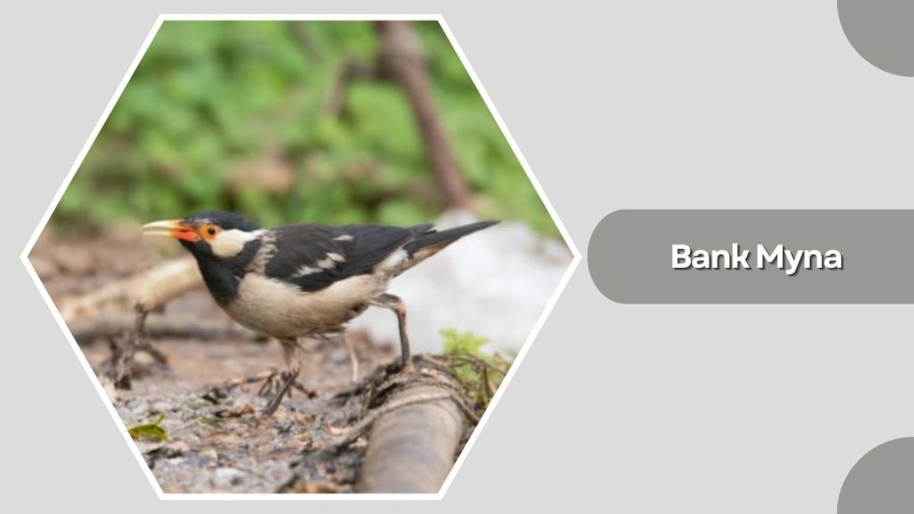 Bank Myna