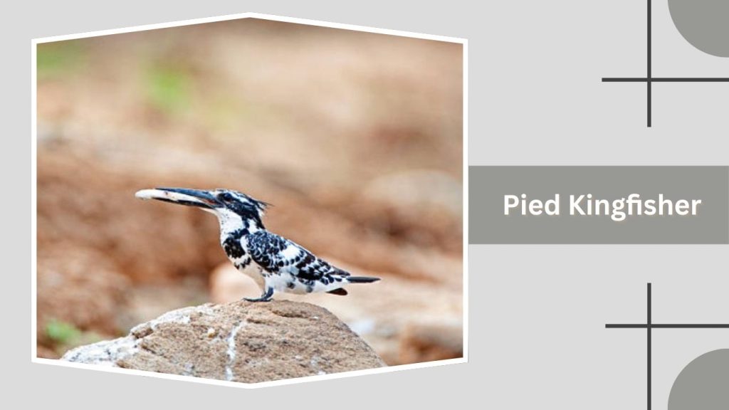 Pied Kingfisher