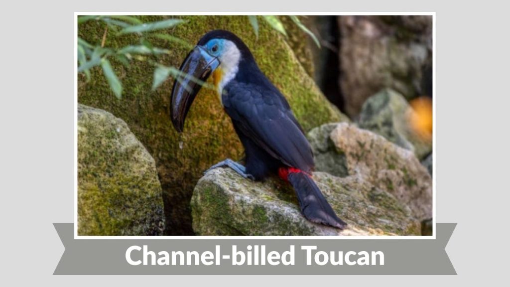 Channel-billed Toucan