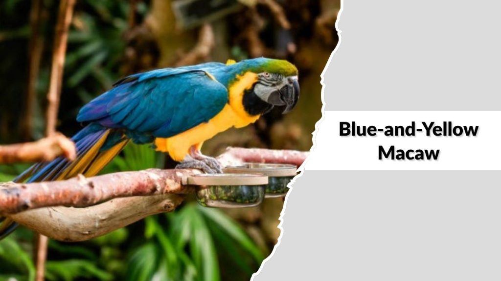 Blue-and-Yellow Macaw
