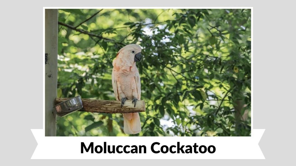 Moluccan Cockatoo