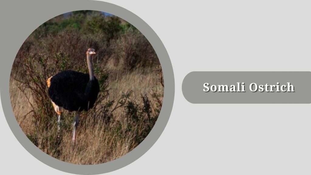 Somali Ostrich