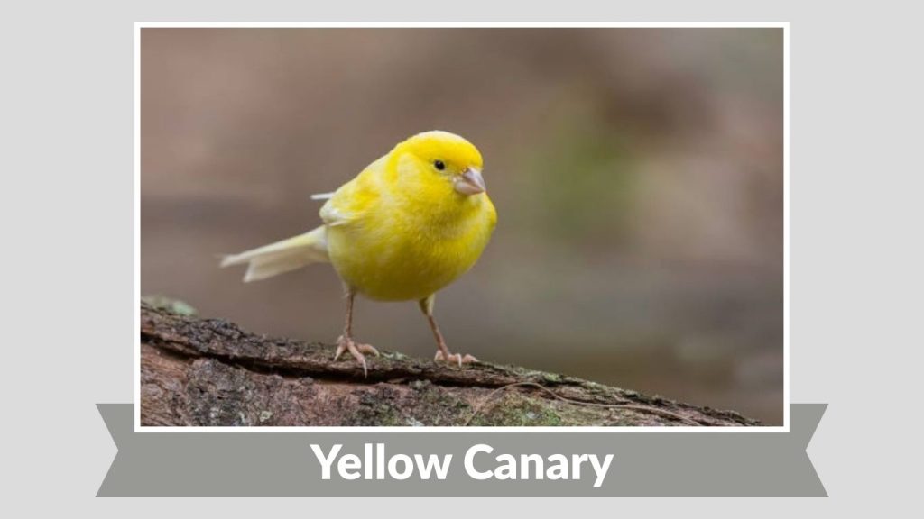 Yellow Canary